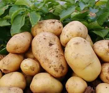 蒸土豆的营养价值与功效