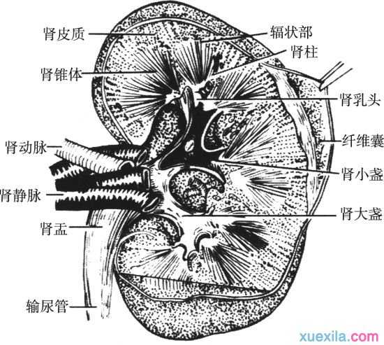 形成黑眼圈的原因