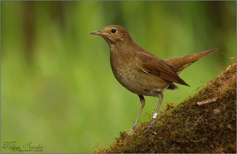 济慈名诗《夜莺颂》Ode to a Nightingale（中英对照）