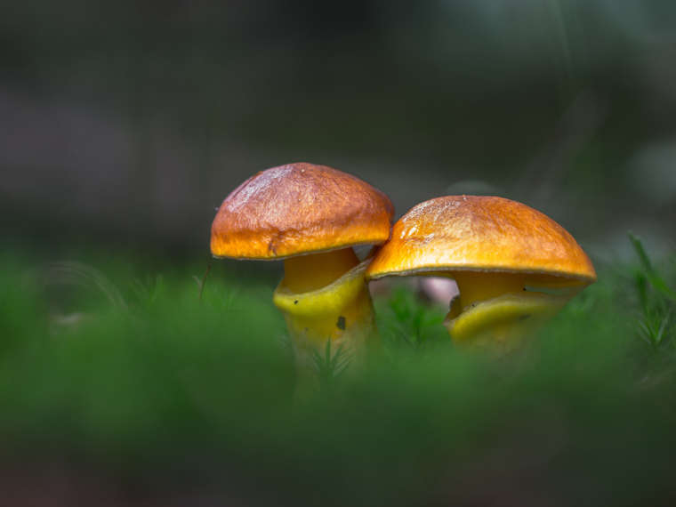 植物微距电脑护眼壁纸