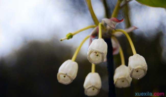 吊钟花的花语是什么