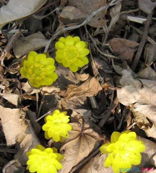 侧金盏花花语与传说是什么