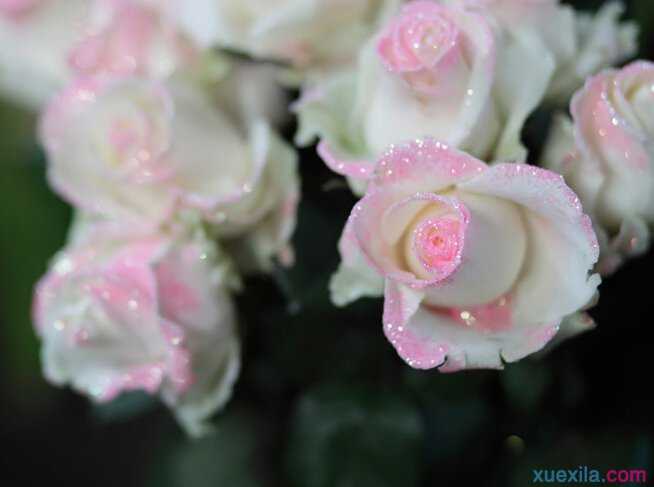 玫瑰花语唯美图片,唯美玫瑰意境图片