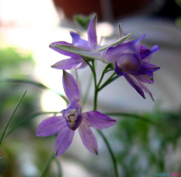 千鸟草花语是什么