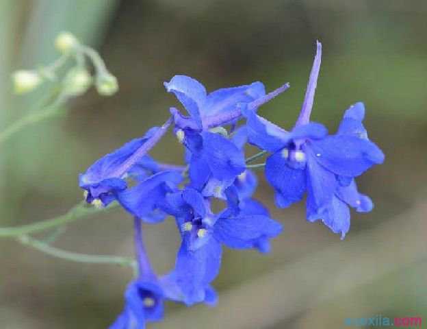 千鸟草花语是什么