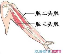 提升肱三头训练计划