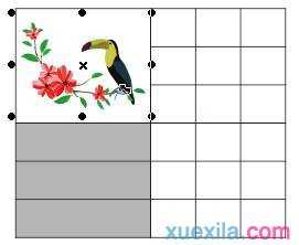 如何在CorelDRAW X7表格中添加图像和背景