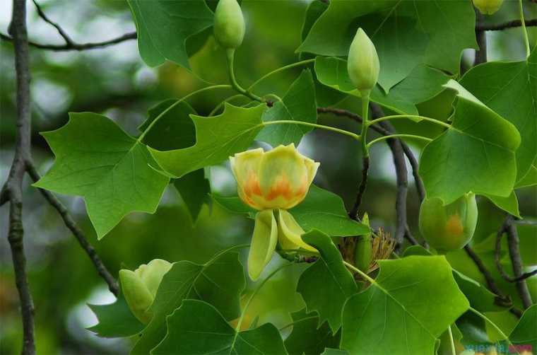 鹅掌楸的花语