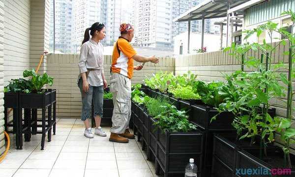 如何确定在阳台上种植什么蔬菜