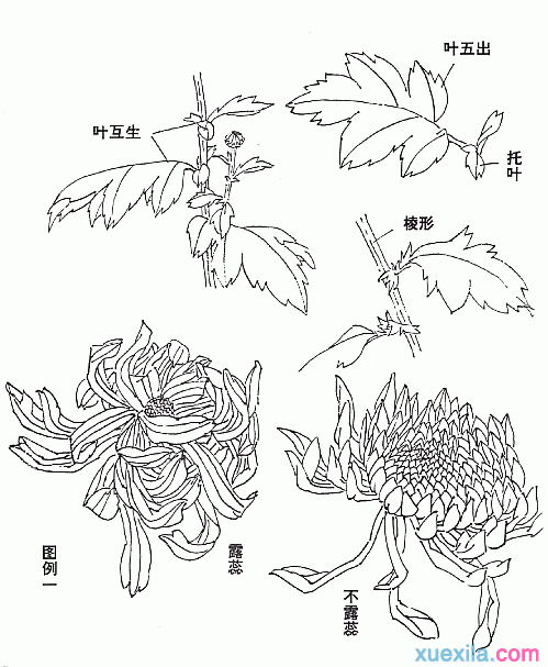 菊花国画画法