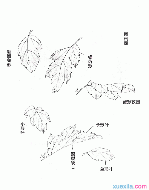 菊花国画画法