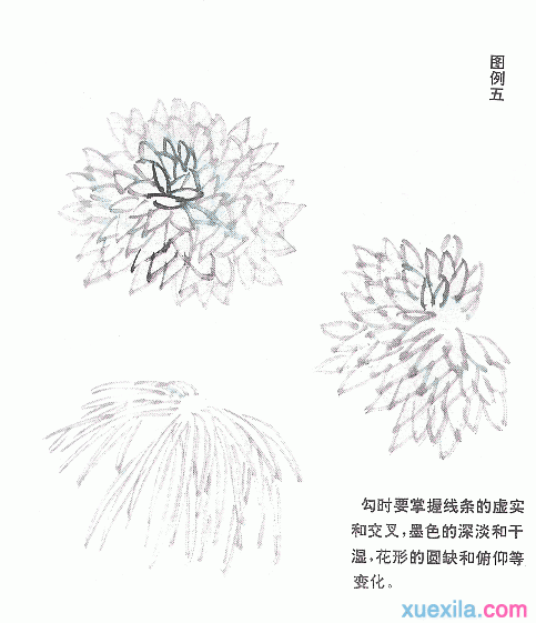 菊花国画画法