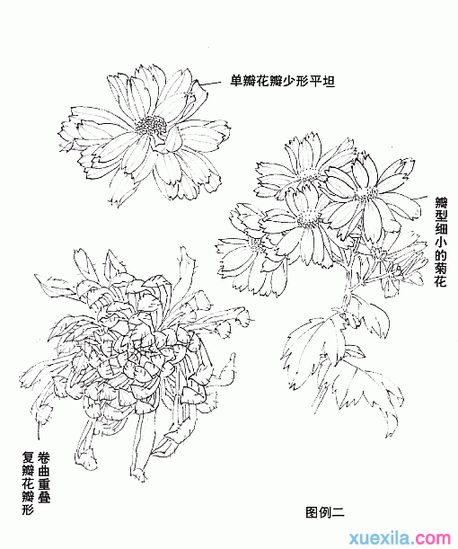 菊花国画画法