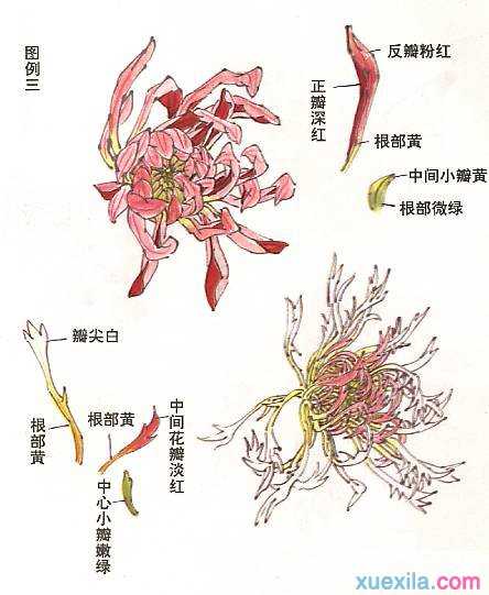 菊花国画画法