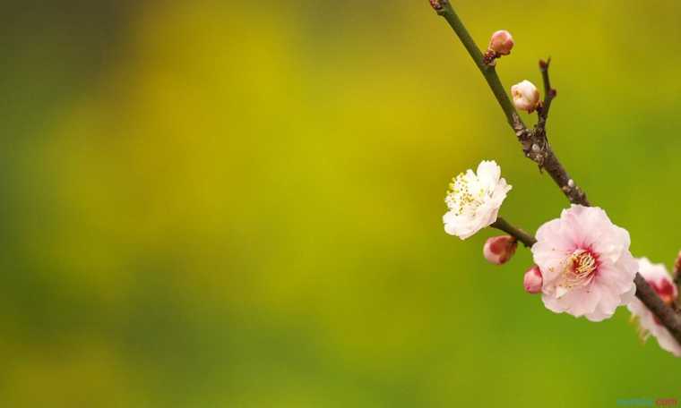 花朵用英语怎么说