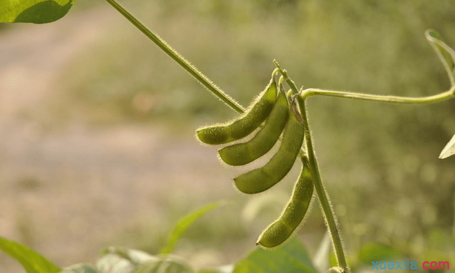 大豆不同时期如何种植管理