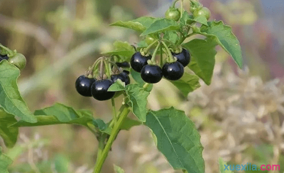 如何种植龙爪榆