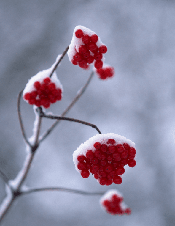 描写冬雪的唯美句子