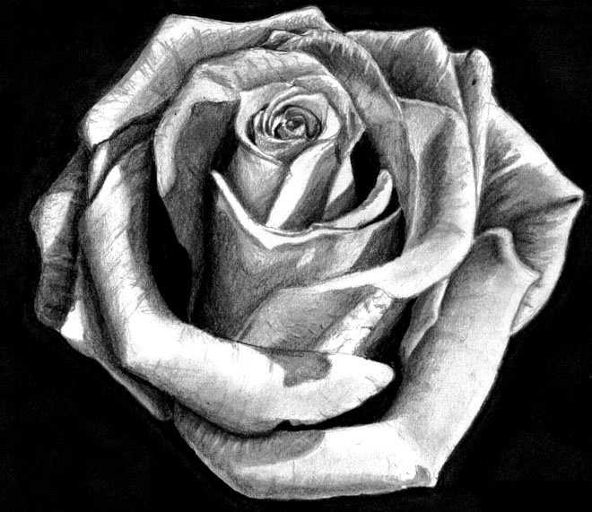 花的简笔画图片大全素描玫瑰花,玫瑰花素描简