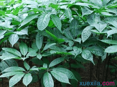 三七花的养殖与食用方法