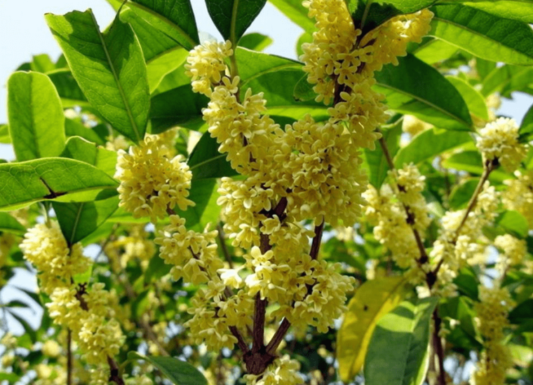 种植桂花管理方式