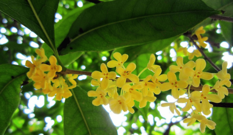 种植桂花管理方式