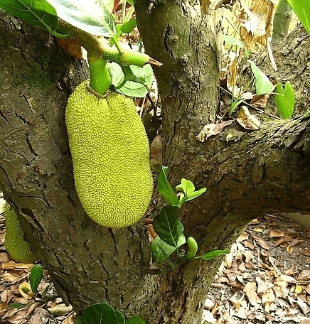 种植菠萝蜜的技术