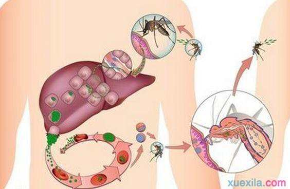 疟疾基础知识
