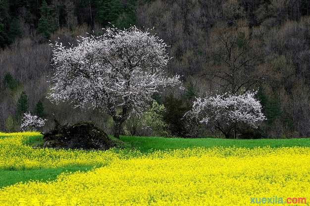 春天的田野作文600字初中