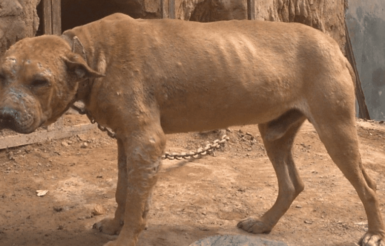 英斗犬怎么饲养