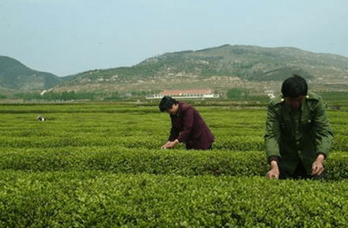 麻姑茶有什么好处