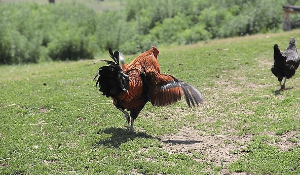 如何饲养公鸡