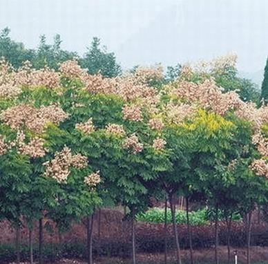 黄山栾树种植技术