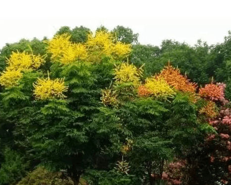 黄山栾树种植技术