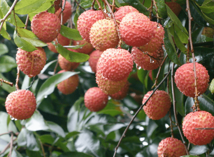 怎样种植荔枝