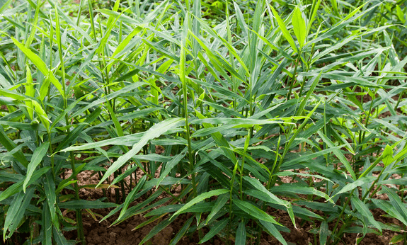 南方生姜种植技术