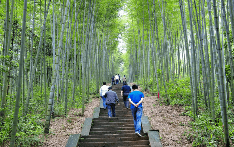 楠竹种植方式