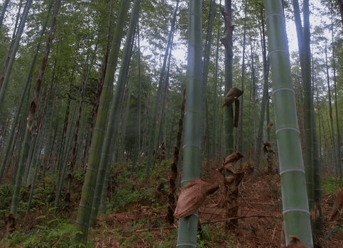 楠竹种植方式