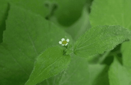 如何种植牛膝