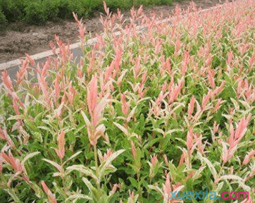 杞柳种植的方法