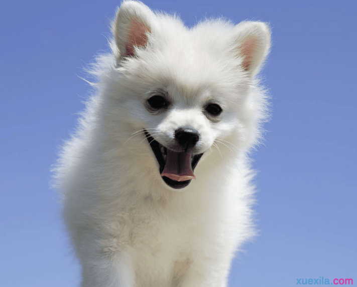 宠物犬的饲养基本原则