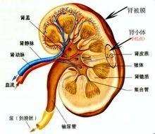 慢性肾病的治疗方法