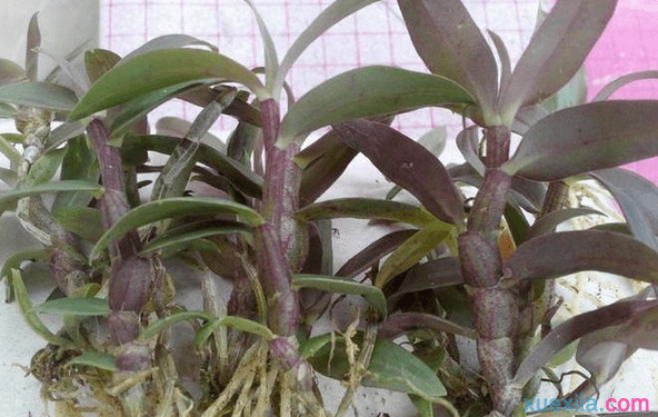 紫皮石斛的功效与作用及食用方法