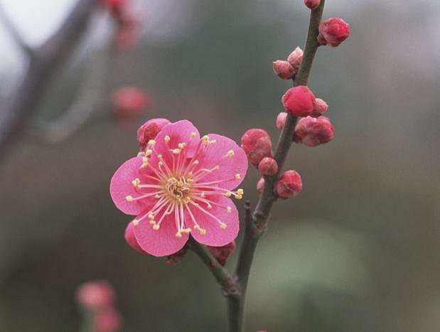 有关于梅花的优美句子