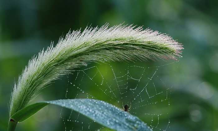 猫尾草的花语