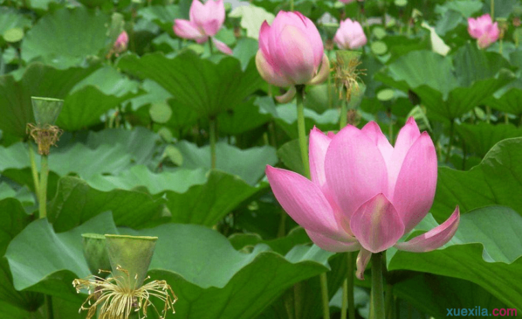 盆栽莲花的种植方法