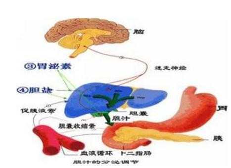 总胆汁酸偏高的原因