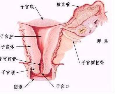 女性子宫肌瘤是怎么形成的