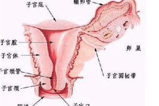 医生讲宫颈糜烂是怎么形成的