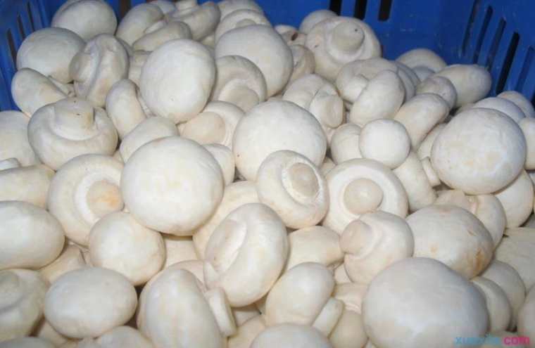 双孢蘑菇层架式标准化栽培技术要点
